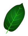 Green Vein kratom